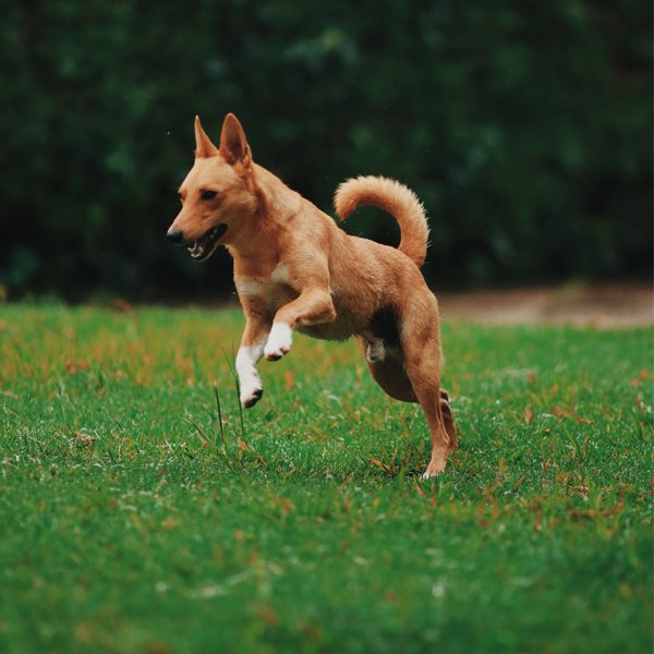 Vet Near Me Hudson, NH 03051 Hudson Veterinary Care