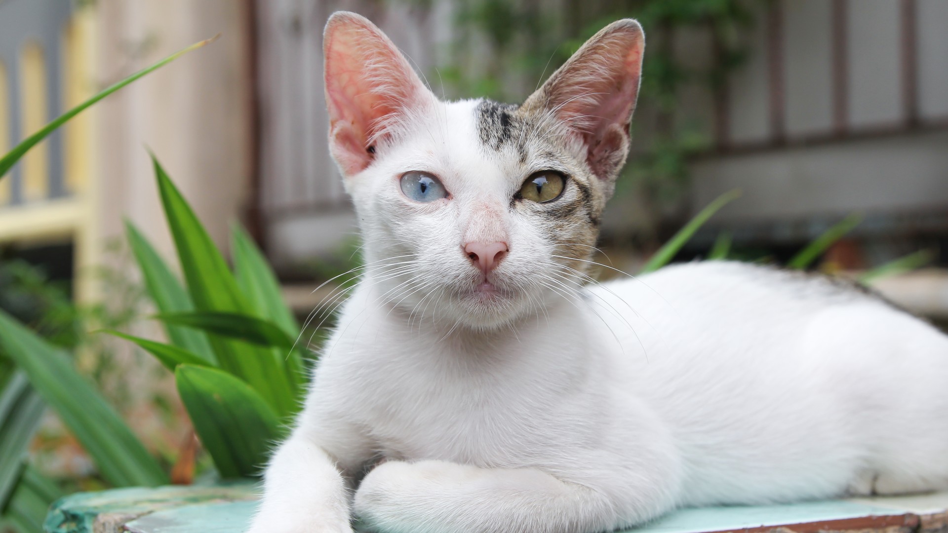 Payment Options For Veterinary Care Hudson Veterinary Care