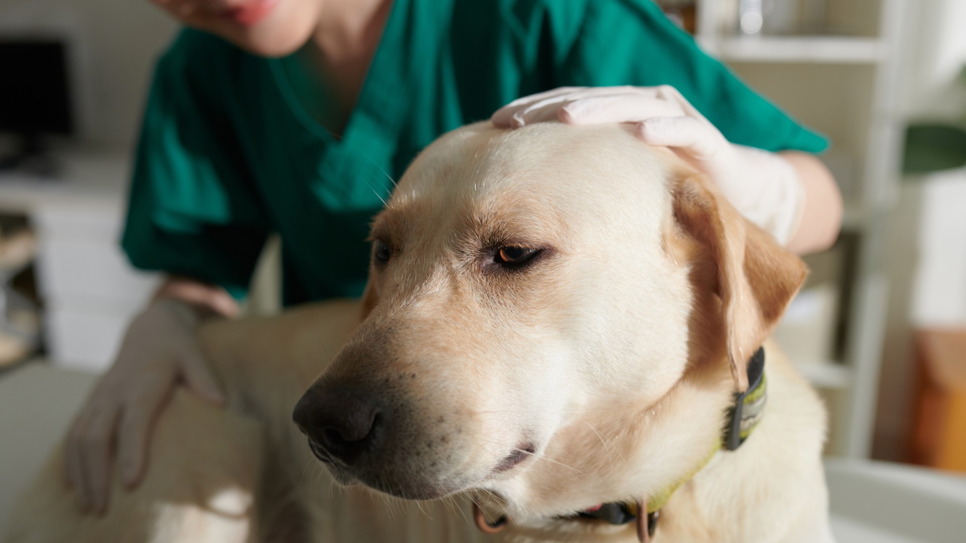 Pet Laboratory Service In Hudson NH Hudson Veterinary Care