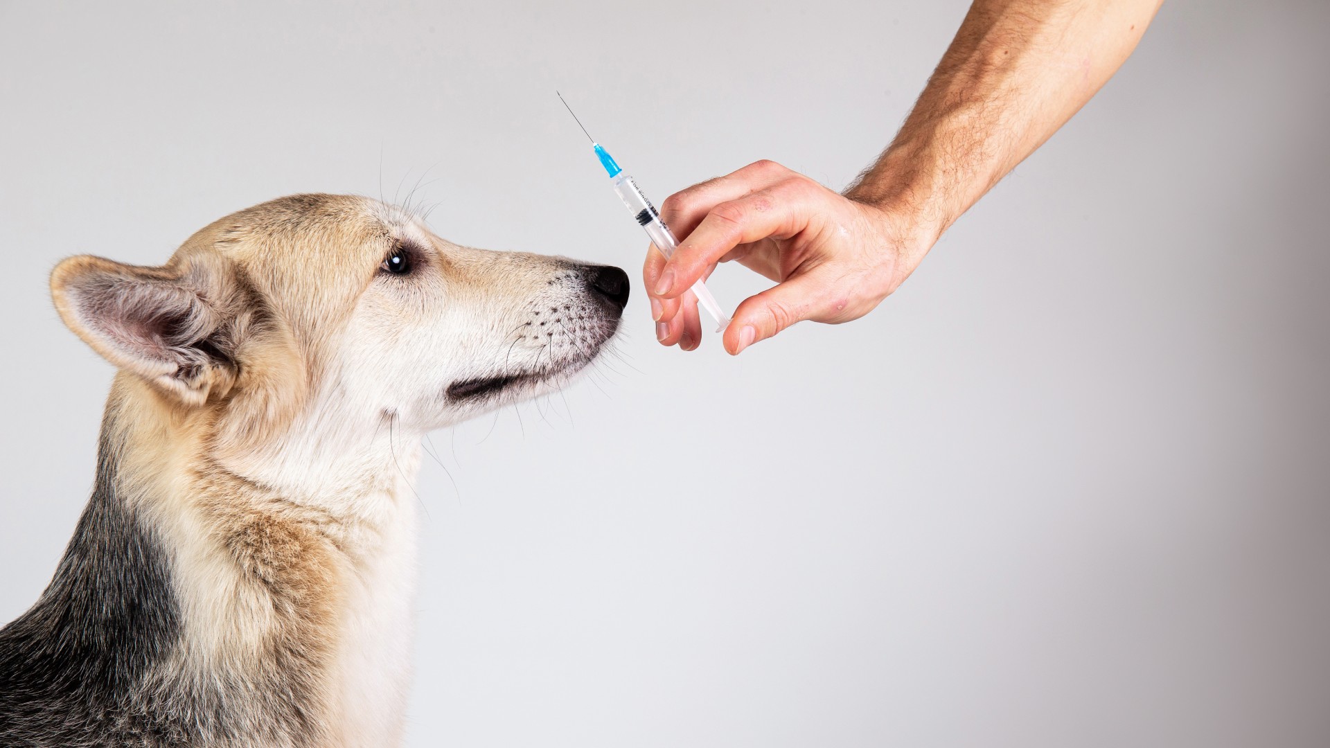 Pet Fully Stocked Pharmacy In Hudson, NH Hudson Vet Care