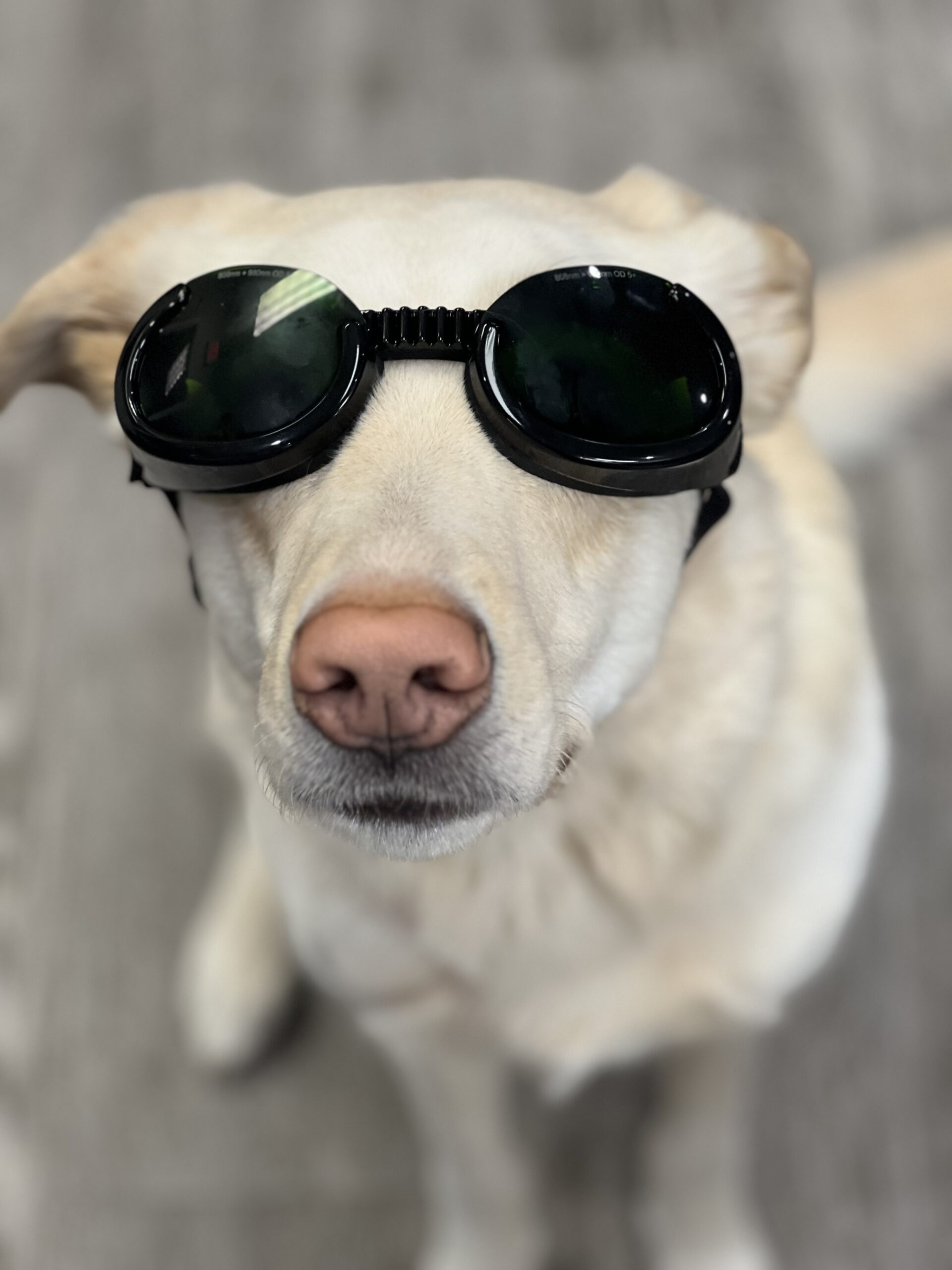 Dog wearing protective laser therapy goggles