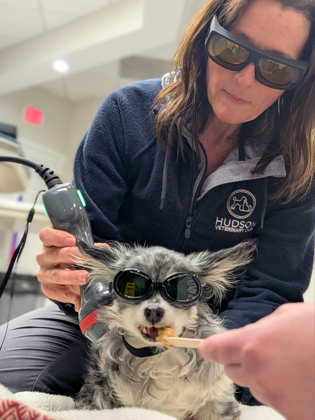 Veterinarian performs laser therapy on a small dog