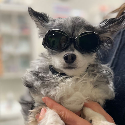 a dog wearing stylish black goggles is held in someone's arms